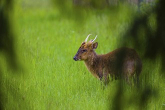 One male Reeves's muntjac (Muntiacus reevesi) stands on a green meadow