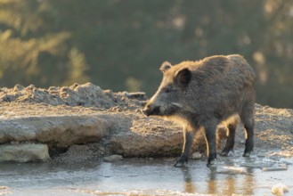 A wild boar (Sus scrofa) drinks water from a small frozen pond with broken ice