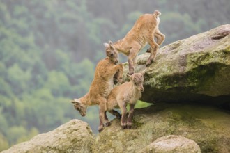 Group of young ibex (Capra ibex) play on a rock