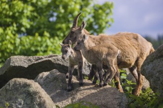 An adult female ibex (Capra ibex) and two of her babies standing on rocks