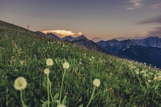 Hiking tour on the Hönig mountain in the Lechtal valley near Berwang in Tyrol, Austria, Europe