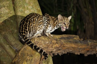 Ocelot (Felis pardalis) Pantanal Brazil