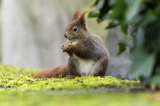 Eurasian red squirrel (Sciurus vulgaris) on a stone, wildlife, Germany, Europe