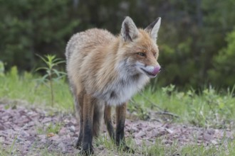 Red fox (Vulpes vulpes) licks its mouth, Lapland, Sweden, Europe