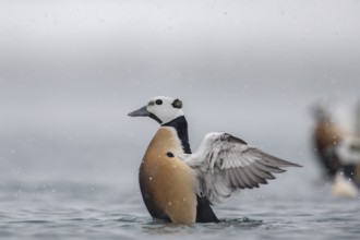 Steller's eider (Polysticta stelleri), male, splendid plumage, Batsfjord, Båtsfjord, Varanger
