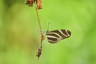 Zebra longwing (Heliconius charithonia) sitting on a branch, Bavaria, Germany, Europe