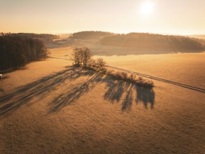 Early morning situation in a field with trees casting long shadows, Gechingen district of Calw,