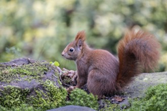 Squirrel (Sciurus vulgaris), Emsland, Lower Saxony, Germany, Europe
