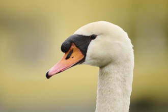 Mute swan (Cygnus olor) portrait, Bavaria, Germany, Europe