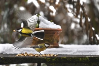 Great tits (Parus major) foraging on a patio table, Bavaria, Germany, Europe