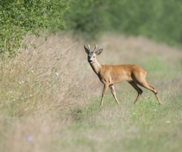 Roe deer (Capreolus capreolus), roebuck standing on a field path and looking attentively, wildlife,