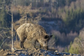 One wild boar or wild pig (Sus scrofa) searching for food on a hoar frosted opening
