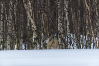 One male eurasian gray wolf (Canis lupus lupus) walking thru deep snow with a forest in the