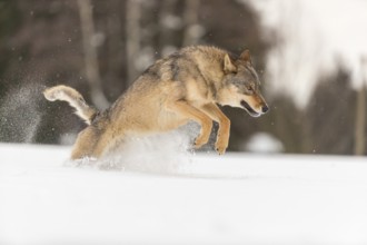 One male eurasian gray wolf (Canis lupus lupus) running thru deep snow with a forest in the