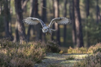 One Siberian Eagle Owl (Bubo bubo sibiricus) flying thru a forest