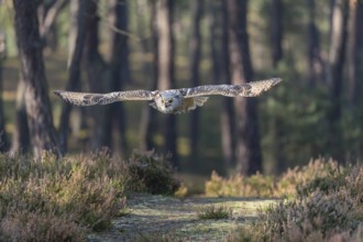One Siberian Eagle Owl (Bubo bubo sibiricus) flying thru a forest
