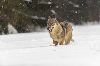 One male eurasian gray wolf (Canis lupus lupus) walking thru deep snow during snow fall. A forest