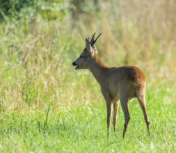 Roe deer (Capreolus capreolus), roebuck in the rutting season, leaf time standing in a meadow and