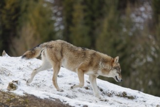 A grey wolf (Canis lupus lupus) runs across the snow-covered sloping meadow of a hill
