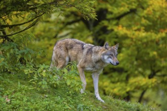 One eurasian gray wolf (Canis lupus lupus) stands on a hill, observing the area. A forest in fall