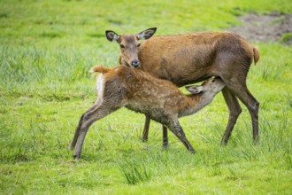 Red deer (Cervus elaphus) cow with calf captive Germany
