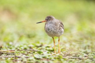 Common redshank (Tringa totanus) walking on a meadow, Bavaria, Germany, Europe