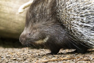 Old World porcupines (Hystrix cristata), Germany, Europe