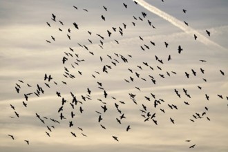 Crows in flight, autumn, Germany, Europe
