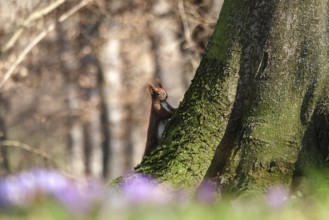 Squirrel, beginning of March, Germany, Europe