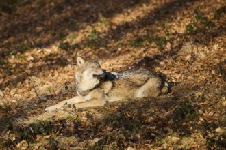 Close-up of a Eurasian wolf (Canis lupus lupus) in a forest in spring, Bavarian Forest National
