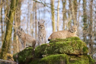 Eurasian lynx (Lynx lynx) family on a rock, Bavaria, Germany, Europe