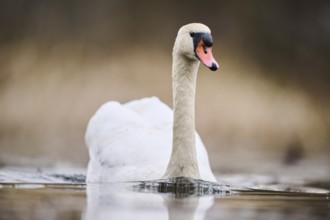 Mute swan (Cygnus olor) swimming on a lake, Bavaria, Germany, Europe