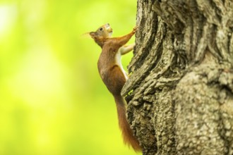 Red squirrel (Sciurus vulgaris) in a forest, Bavaria, Gernany