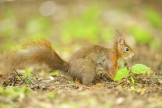 Red squirrel (Sciurus vulgaris) in a forest, Bavaria, Gernany