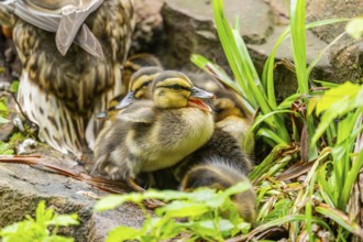Wild duck (Anas platyrhynchos) youngsters, Bavaria, Germany, Europe