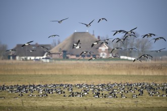 White-fronted Geese, Barnacle Geese, (Branta leucopsis) flying near Westerhever,