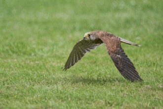 Kestrel in flight (Falco tinnunculus) Lower Saxony, Germany, Europe