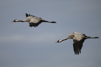 Common crane (Grus grus), Hornborga, Sweden, Europe
