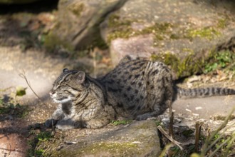 Fishing cat (Prionailurus viverrinus) at the shore of a lake on a sunny day, captive, Germany,