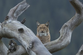 One Eurasian lynx, (Lynx lynx), walking over fallen dead tree with a distant forest in the