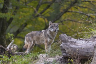 One eurasian gray wolf (Canis lupus lupus) standing on a small hill between logs with a colourful