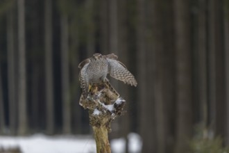 Northern goshawk, Accipiter gentilis, flying through a forest in winter and lands on a dead branch