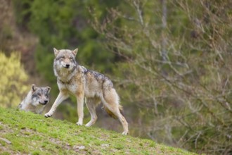 Two eurasian gray wolves (Canis lupus lupus) stand on a hill, observing the area