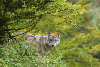 One eurasian gray wolf (Canis lupus lupus) stands on a hill, observing the area. A forest in fall