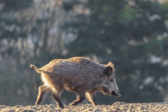 A wild boar (Sus scrofa) runs across a field against the light. A forest can be seen in the