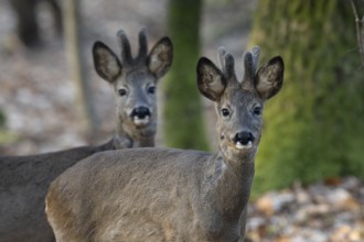 Roebuck (Capreolus capreolus), yearlings in the bast, Wittlich, Rhineland-Palatinate, Germany,