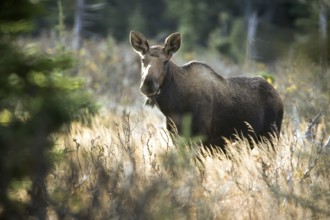 Moose. Alces alces. Female moose standing on a grassy meadow and watching. Gros Morne national park