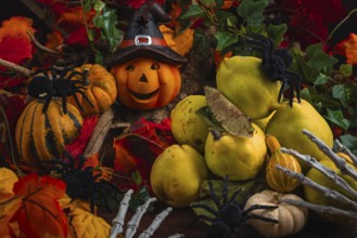 Halloween still life with quinces, pumpkins, spiders and a pumpkin with a witch's hat