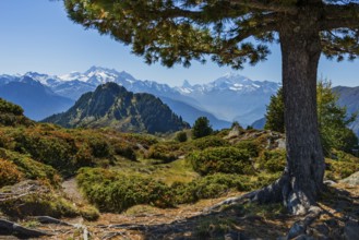 Hiking on the Moranenweg, tree, pine, Riederalp, tourism, hiking, hike, blue sky, Matterhorn,