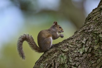 American grey squirrel (Sciurus carolinensis), sitting on a tree, in a green environment, Pembroke